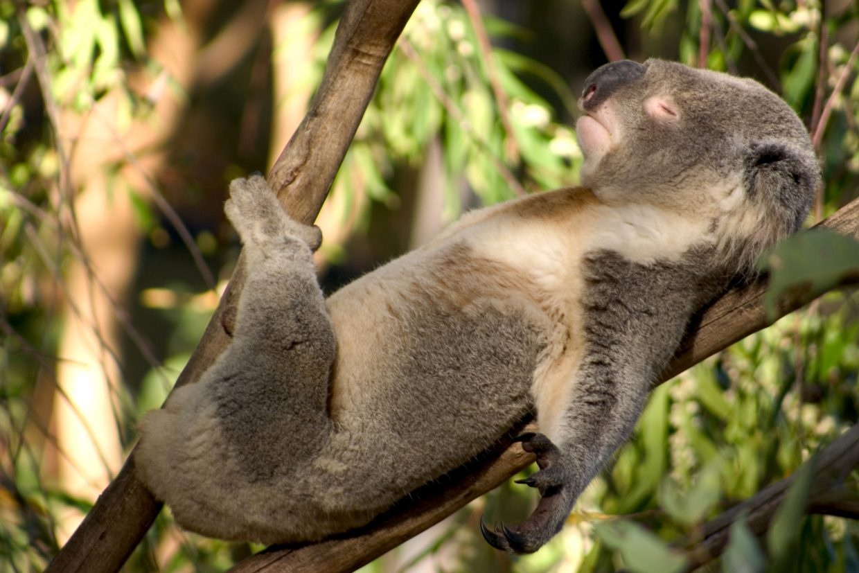 French Island is an isolated place, famous for its large, disease-free koala population. Now, a Chinese company wants to turn a former prison on the island into a health resort. Photo: Adam James Booth