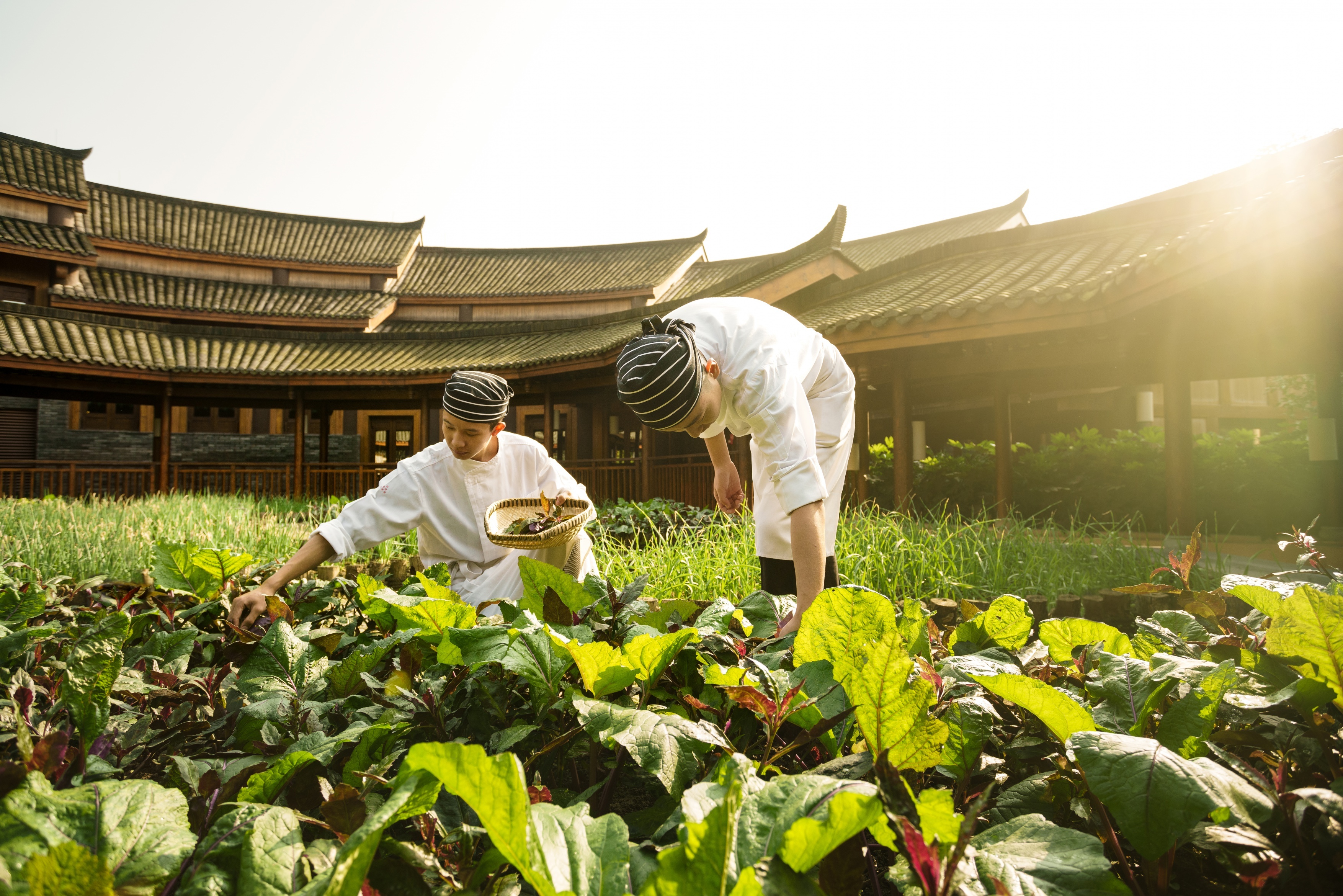 An organic farm is a main draw for Chinese guests at Six Senses new Qing Cheng Mountain resort in Sichuan. (Courtesy Photo)