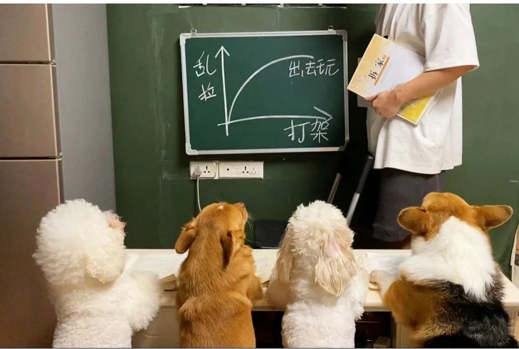 China’s diverse platform needs can now suit different pet behavior styles. Source: Sina.com