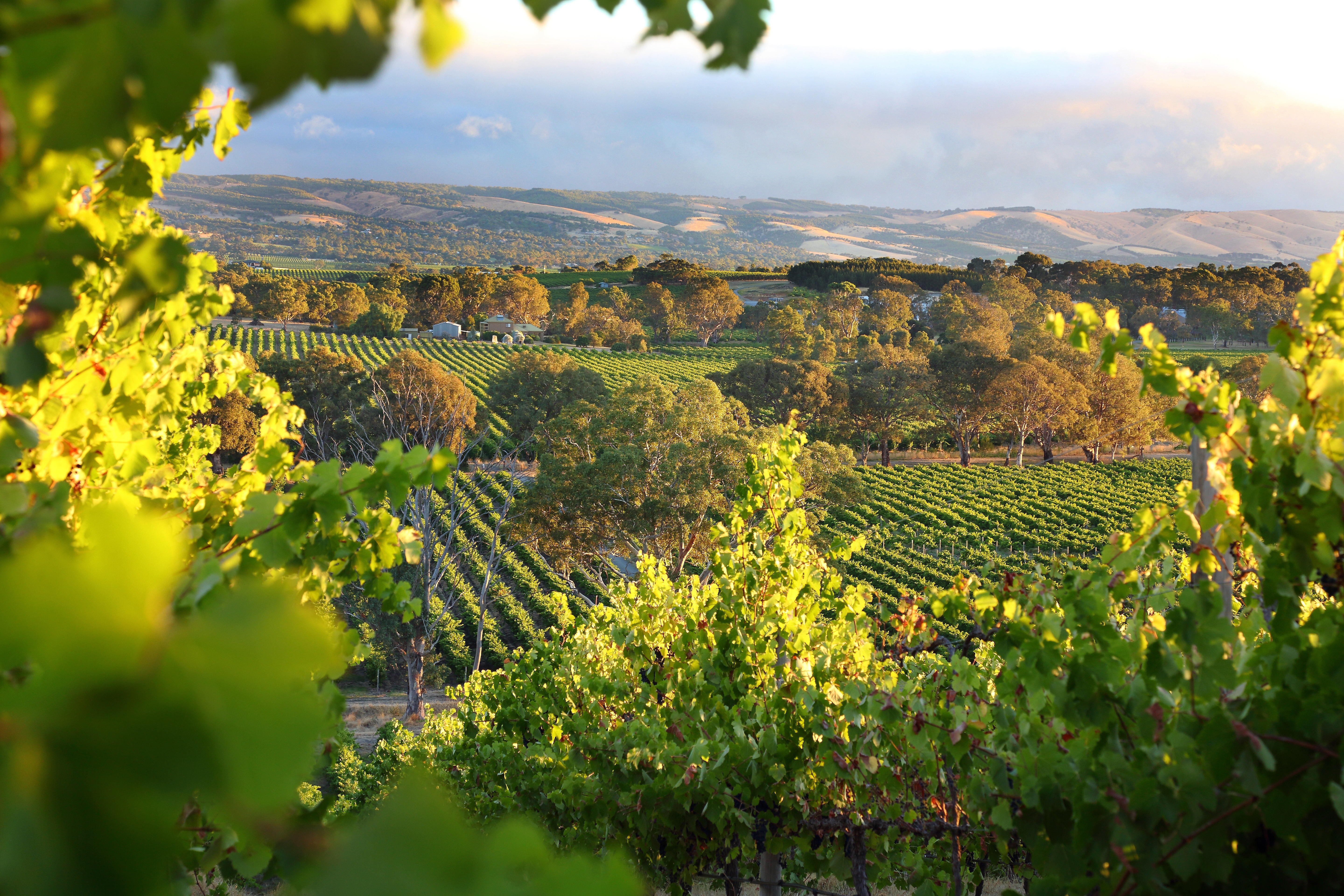 South Australia's wine-producing McLaren Vale. Photo: Shutterstock