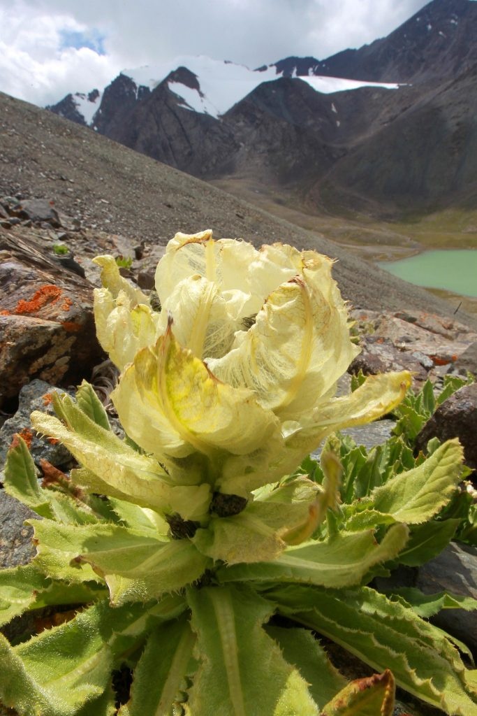 TCM believes that Saussurea is good for the treatment of rheumatoid arthritis, coughing, colds, stomach aches, dysmenorrhea, and altitude sickness. Photo: VCG