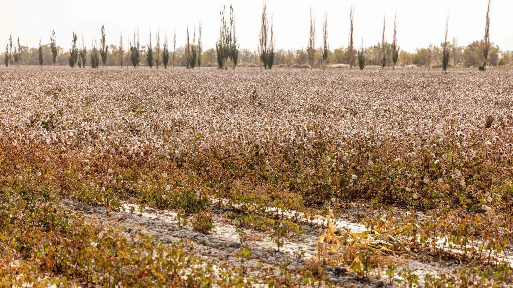 Xinjiang province produces over 20 percent of the world’s cotton. Photo: Shutterstock