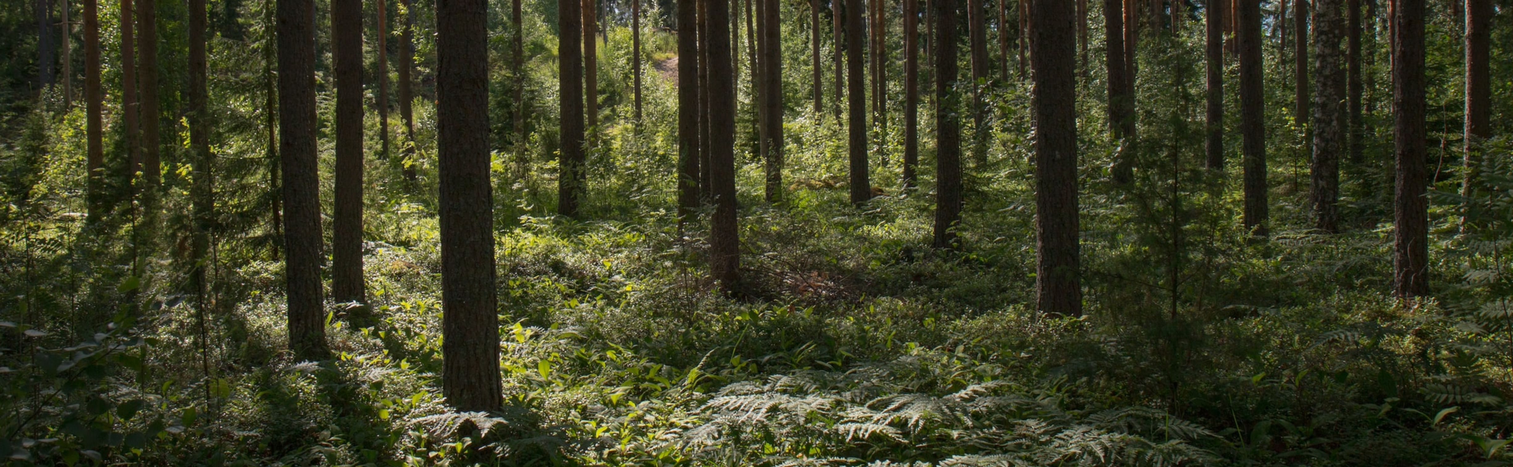 Woodland