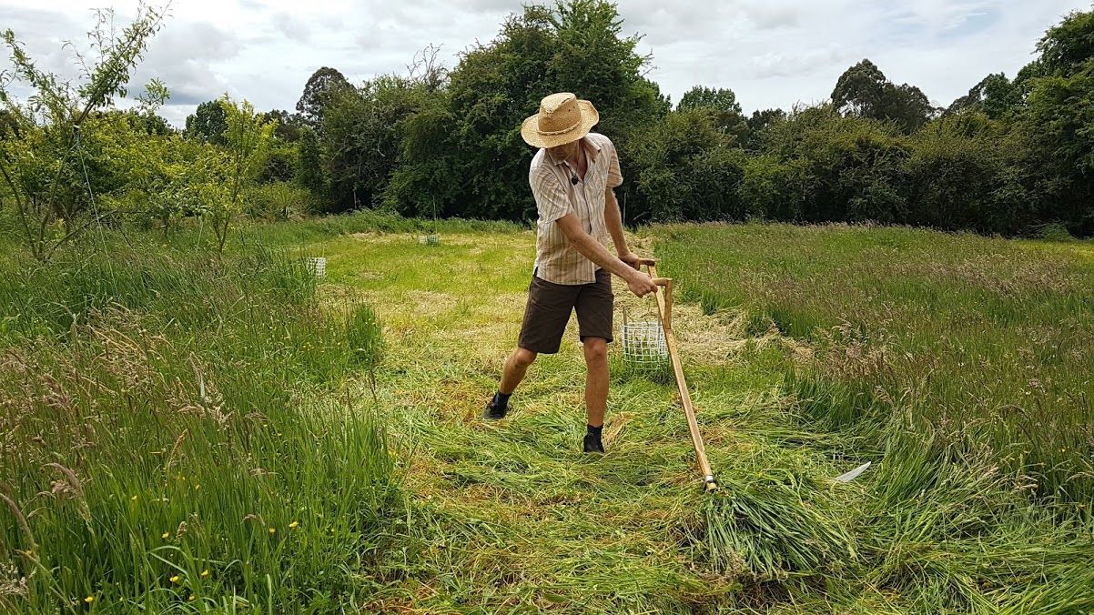 Richard scything grass
