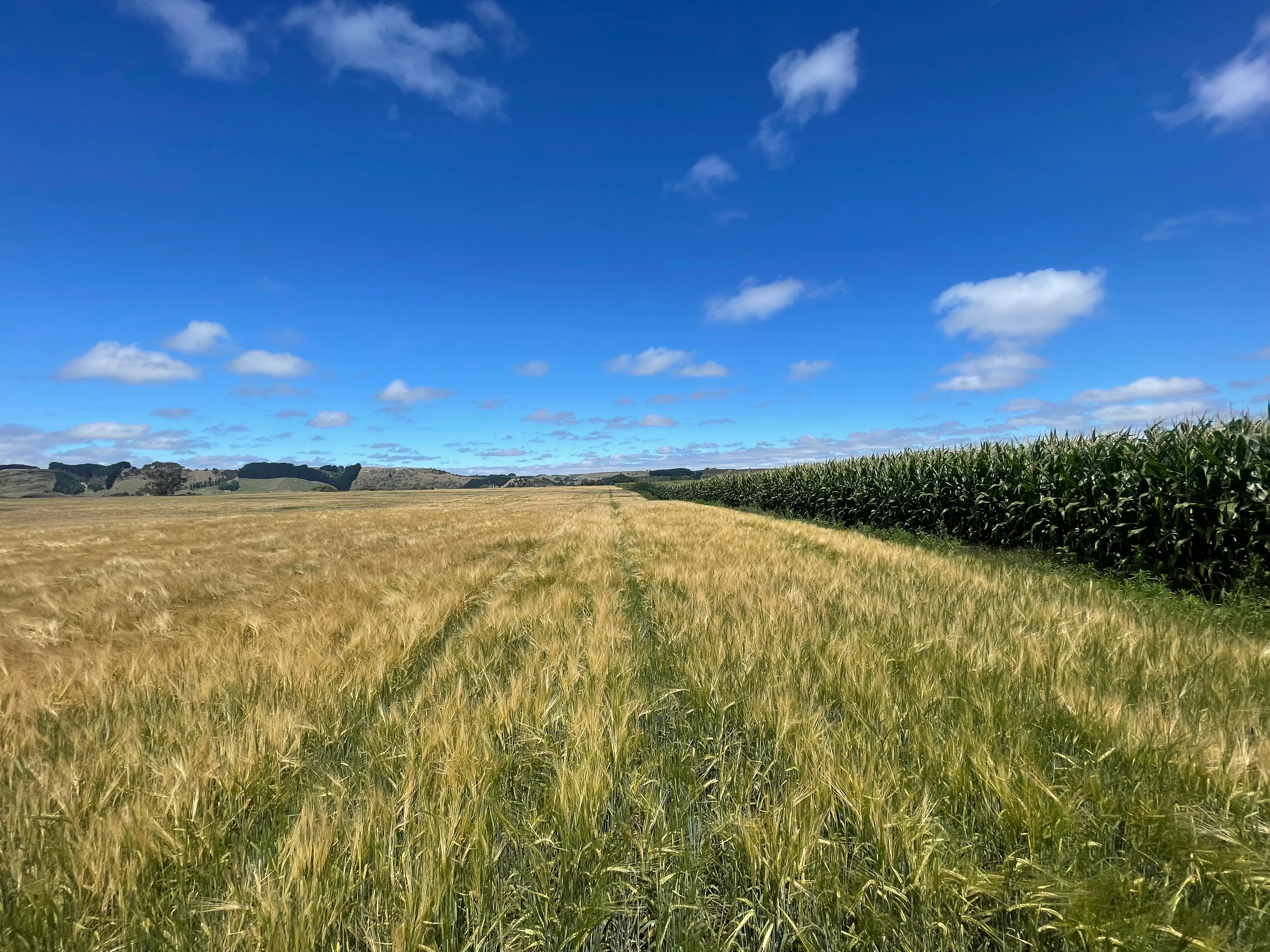 Phosphorus is often referred to as the energy mineral as It is absolutely essential to life.