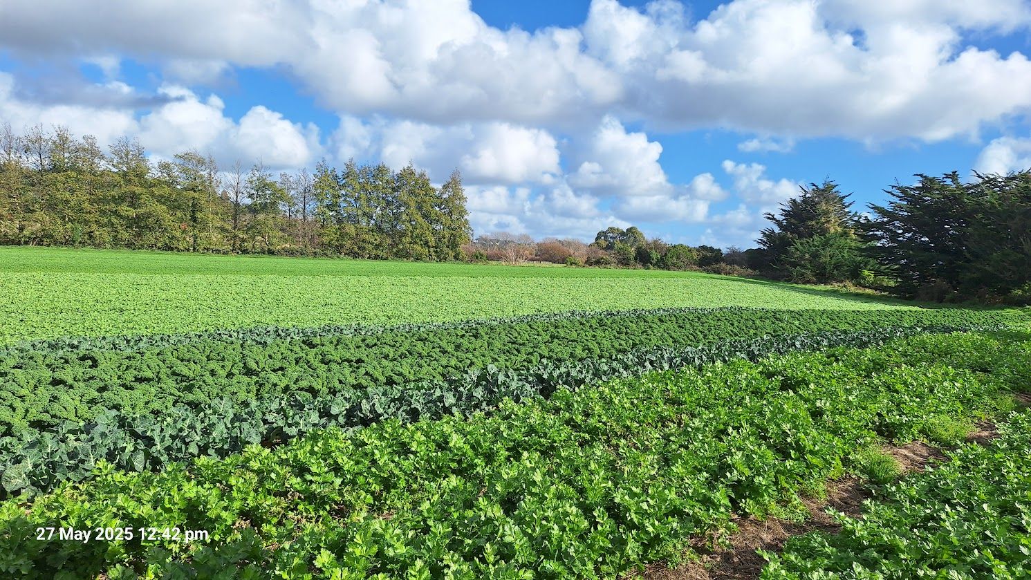 Live to Give -Field 27th May 2025