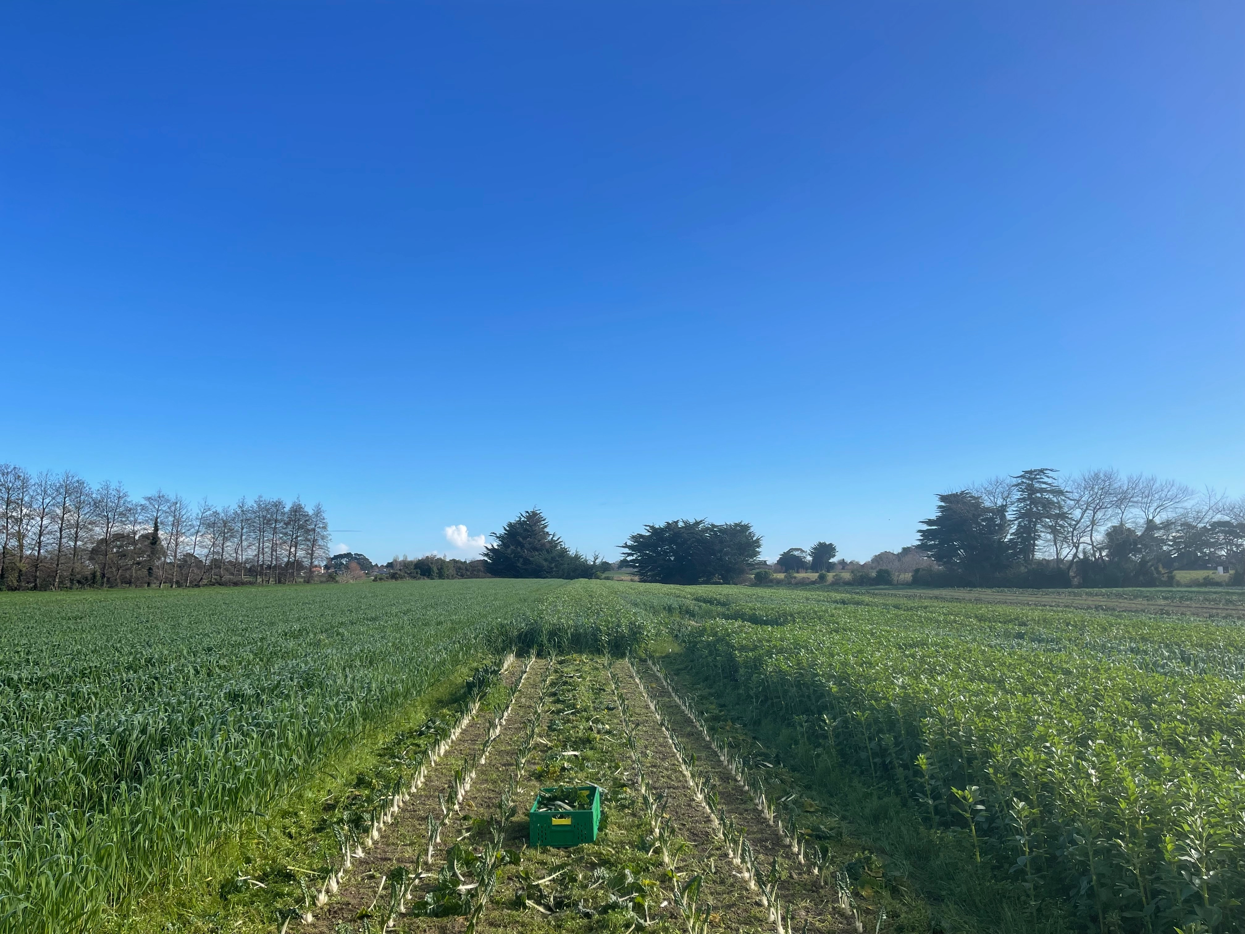 Hort 201 - Palmerston North/Te Papa-i-Oea