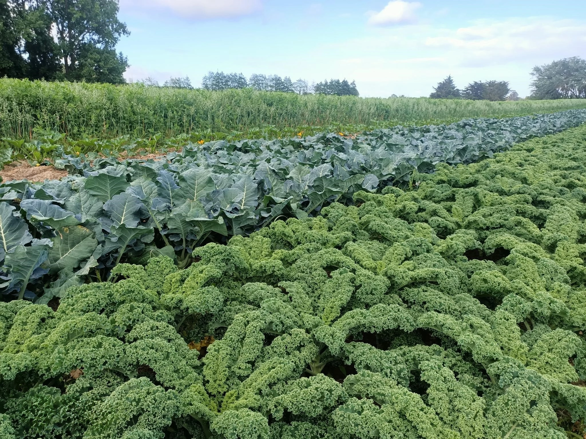 The Exit Pathway — Moving Beyond Synthetic Nitrogen Dependence