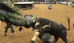bullriding