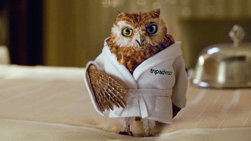 Trip Advisor Owl
