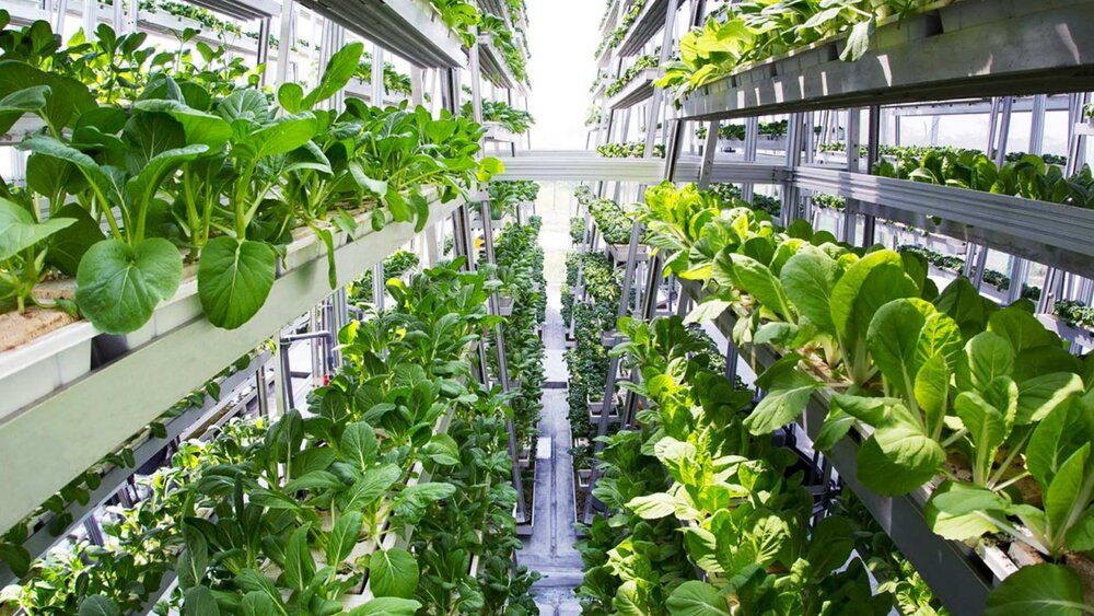 Vertical farming plants urban
