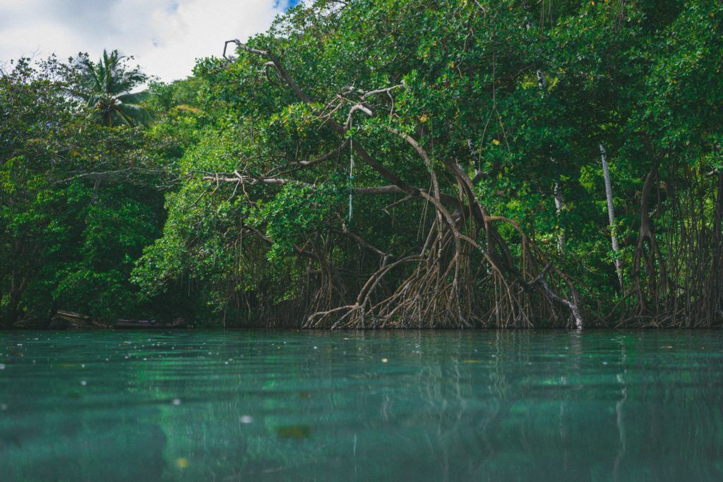 Why you should know the importance of biodiversity
