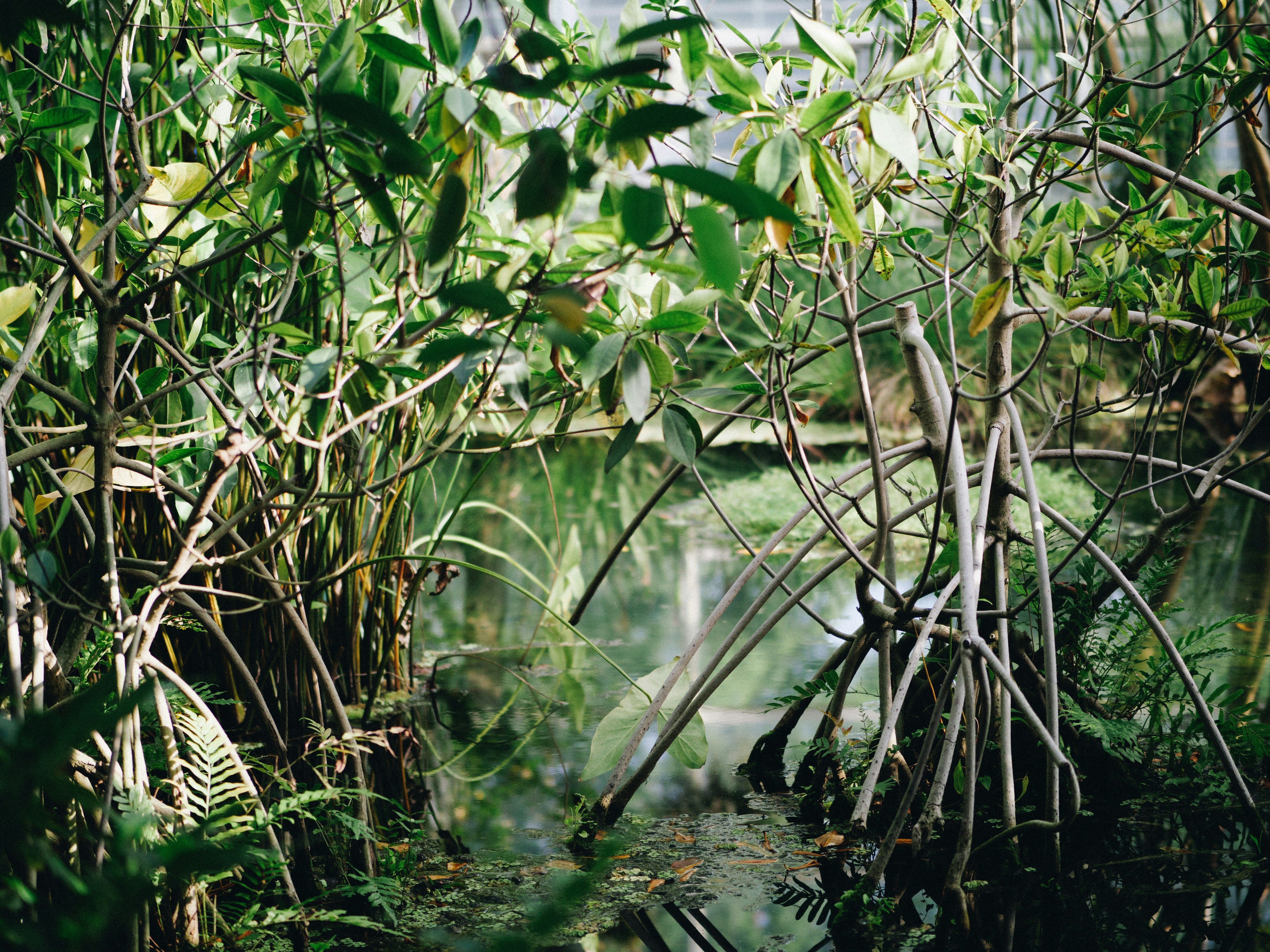 Delta Blue Carbon Mangrove Project