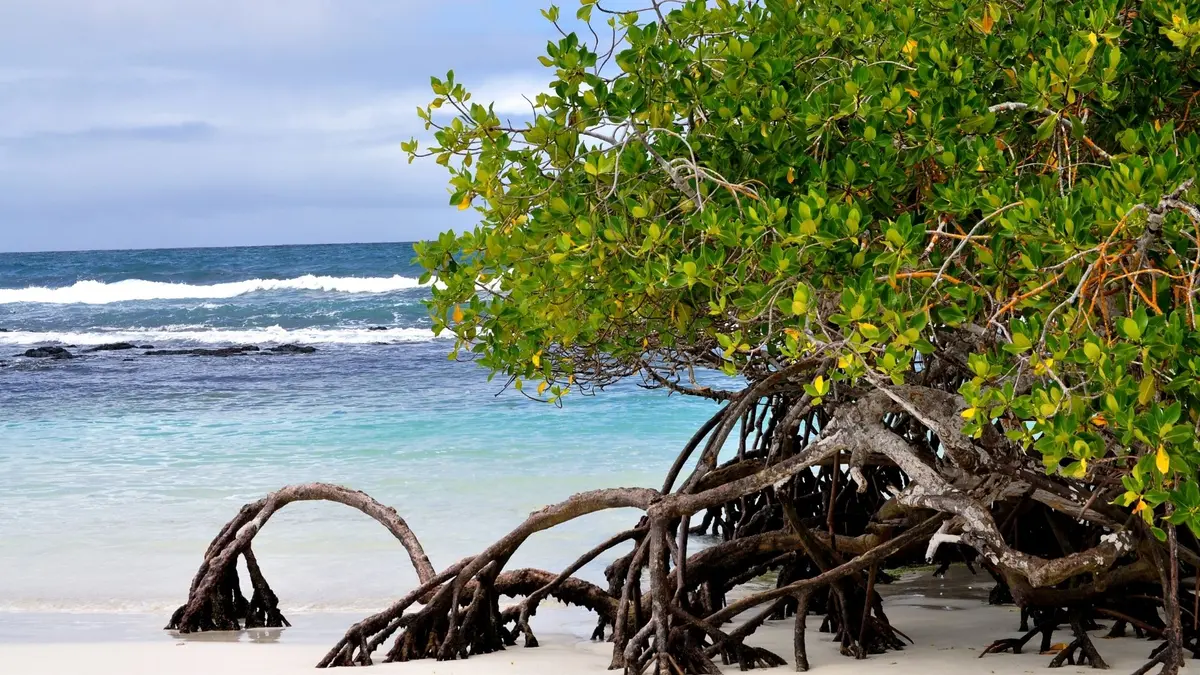 Mangroves