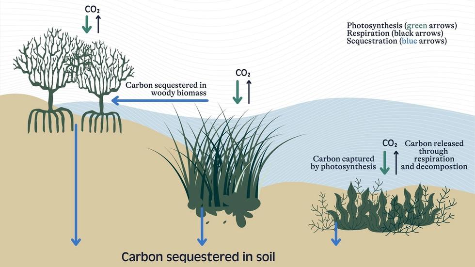 Carbon sequestered in soil