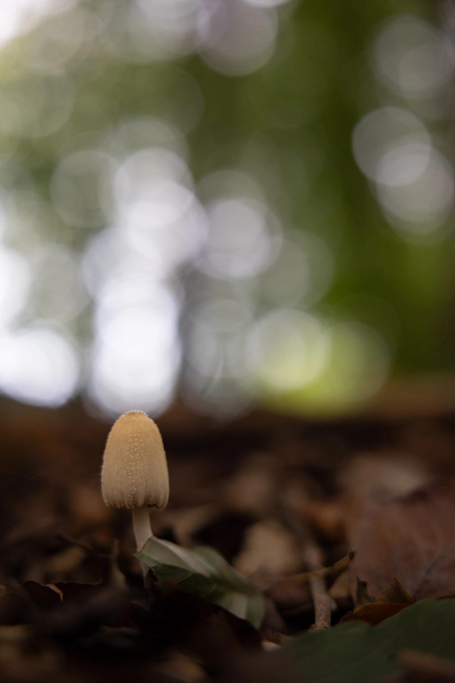 Tintling auf dem Waldboden