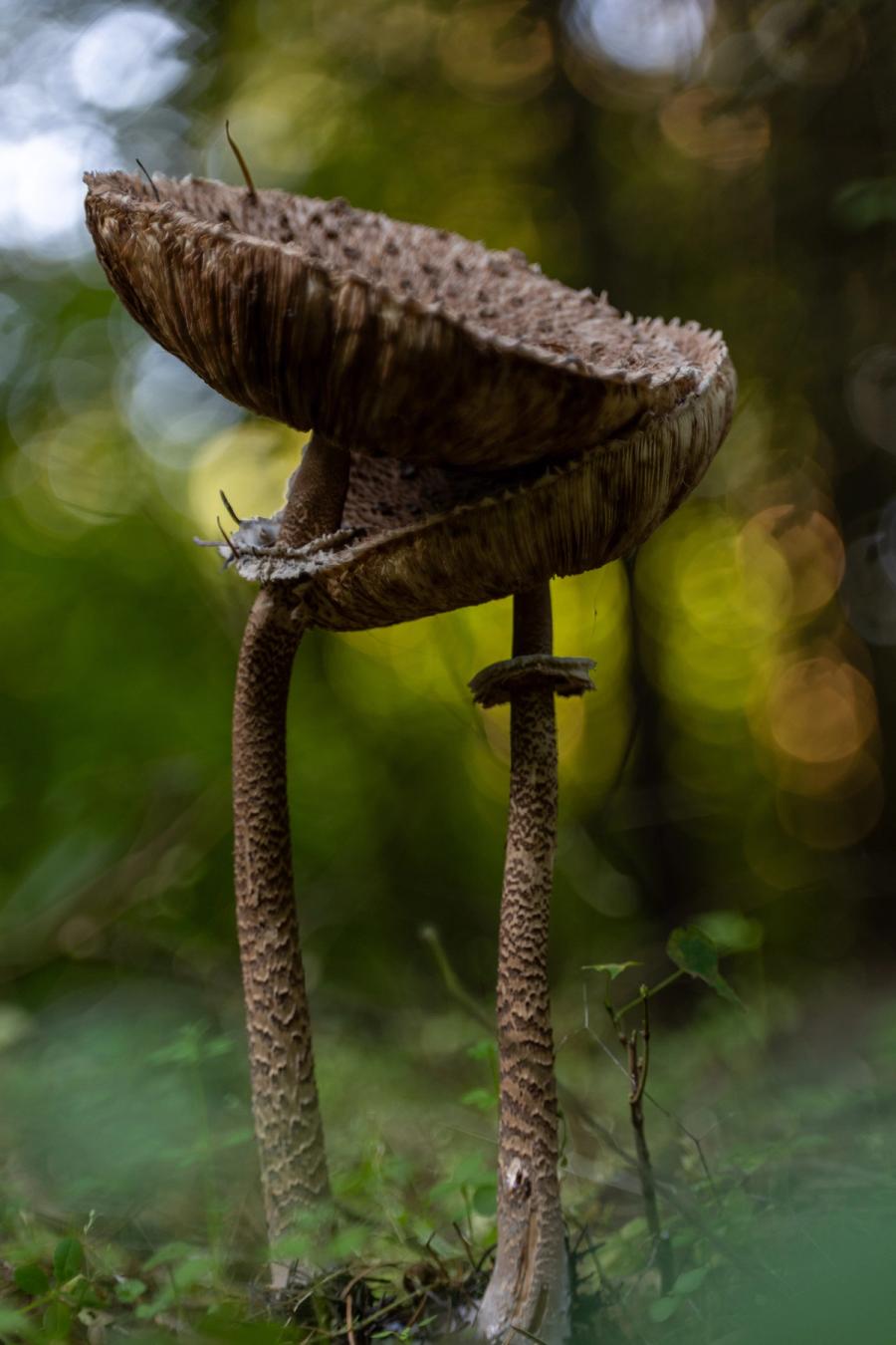 Parasol-Paar im Gegenlicht