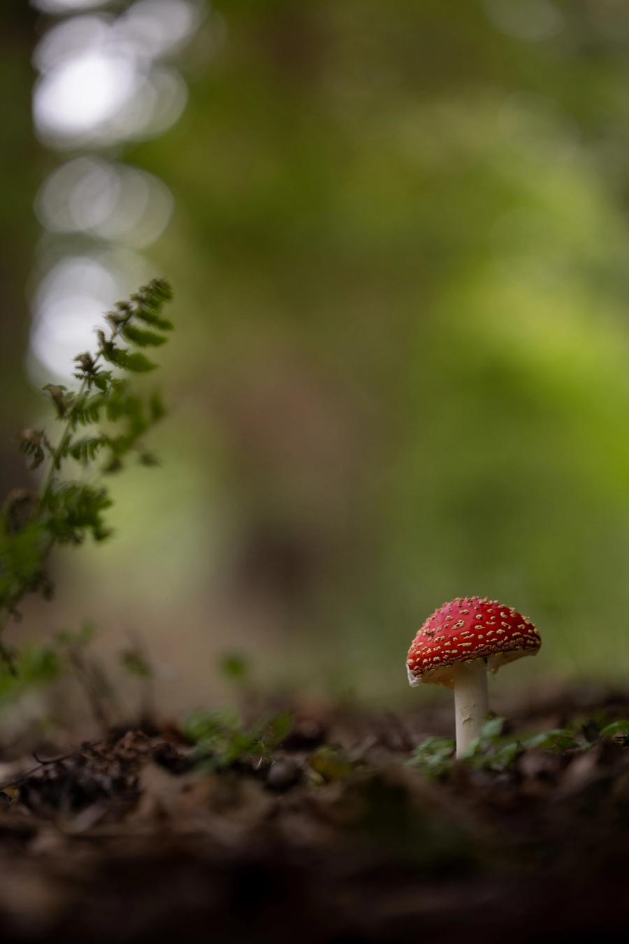 Junger Fliegenpilz am Farn