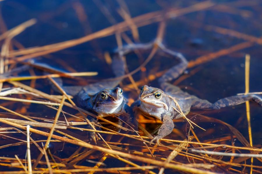 Moorfrosch-Paar im Laichgewässer