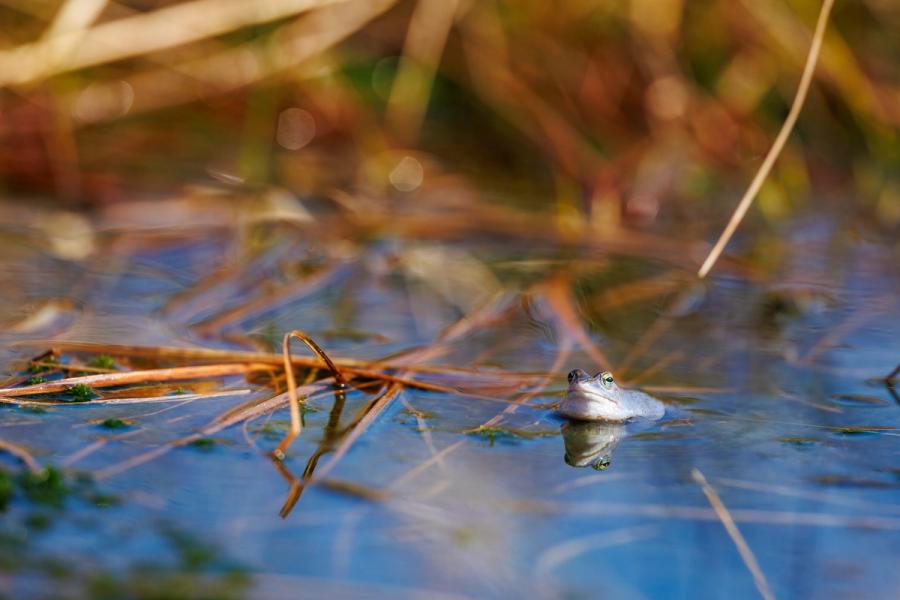 Stille am Laichgewässer