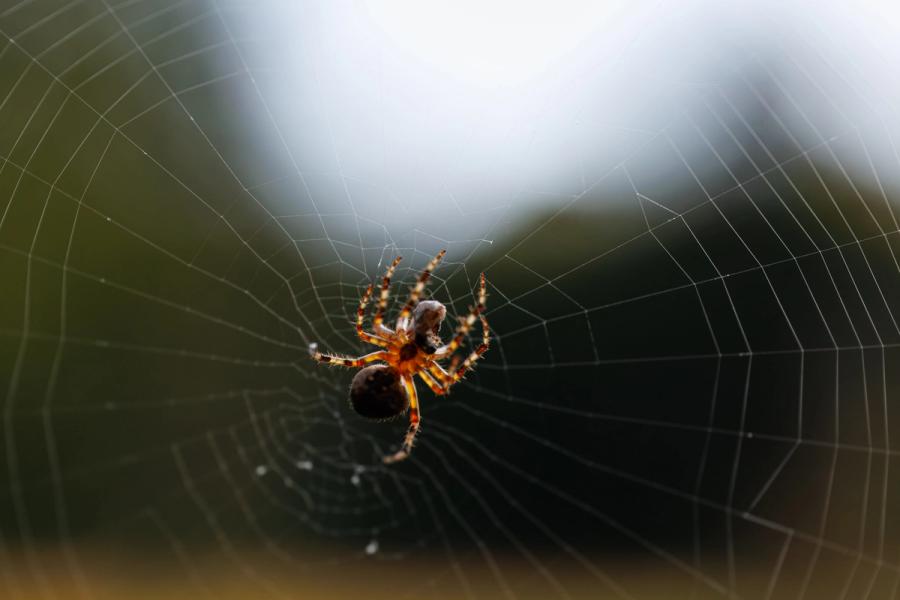 Kreuzspinne am Waldrand