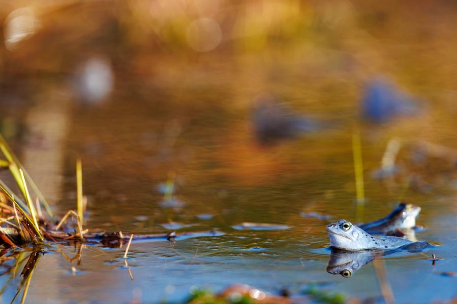 Moorfrosch-Paar im Wasser