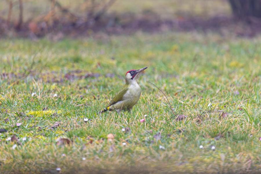 Gruenspecht im Gras