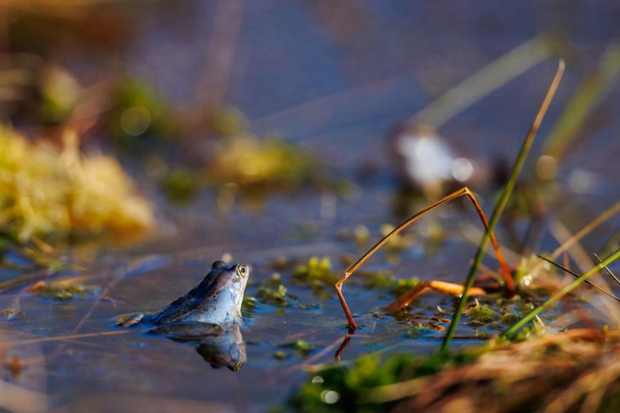 Moorfrosch im Gegenlicht