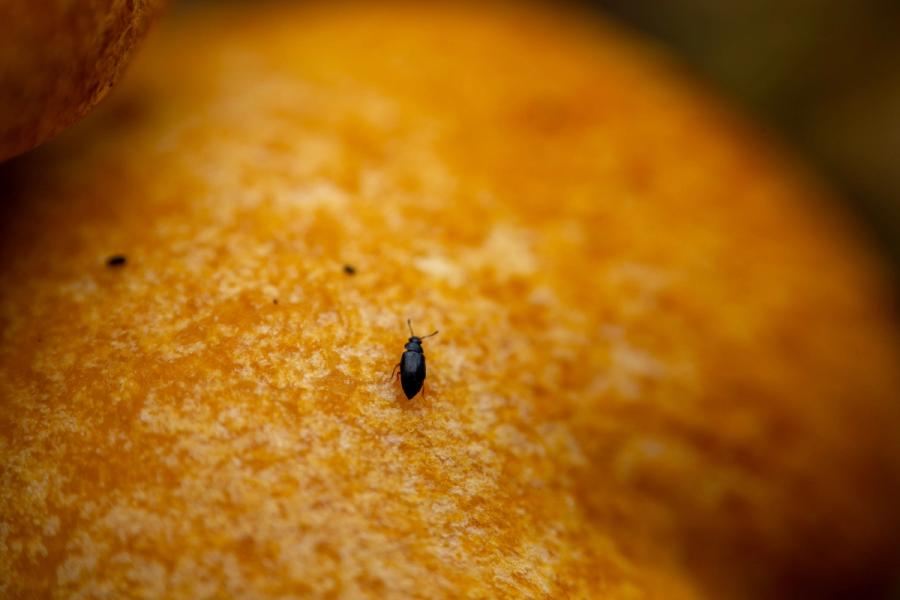 Käfer auf orangem Pilzhut
