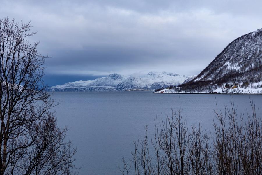 Birken am Fjordufer