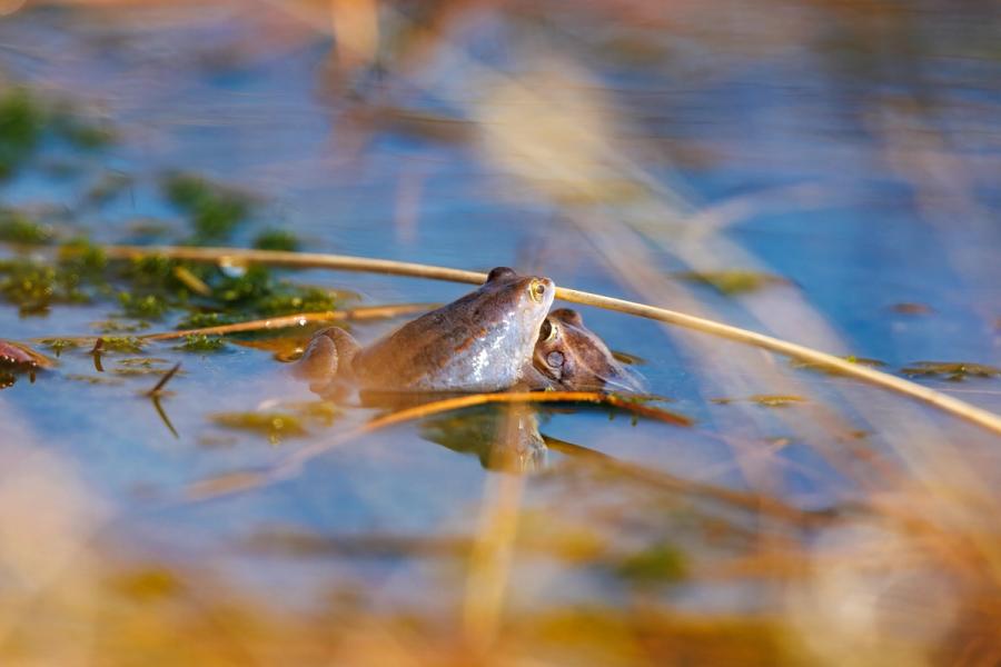 Auftauchender Moorfrosch