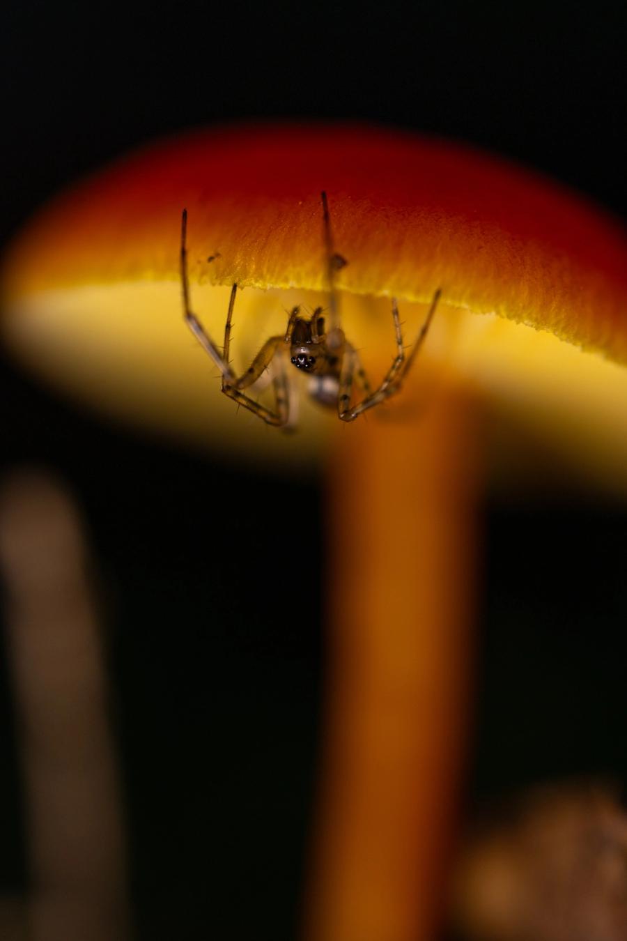 Spinne am Hutrand des Saftlings