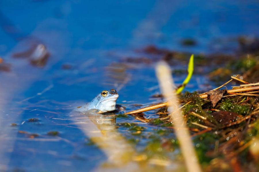 Blaues Männchen mit Spiegelbild