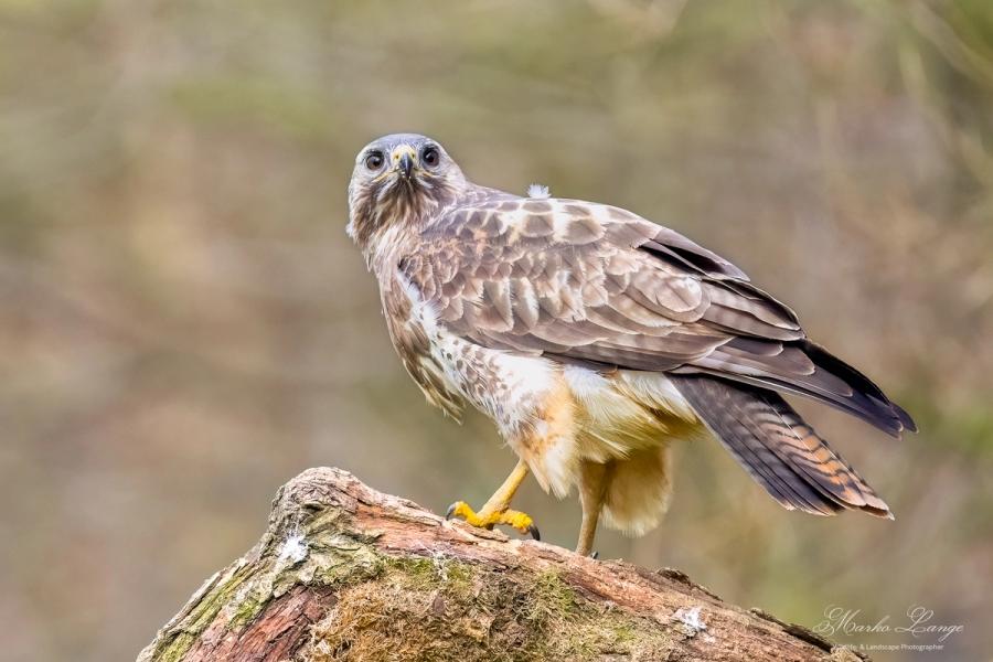 Mäusebussard im Porträt