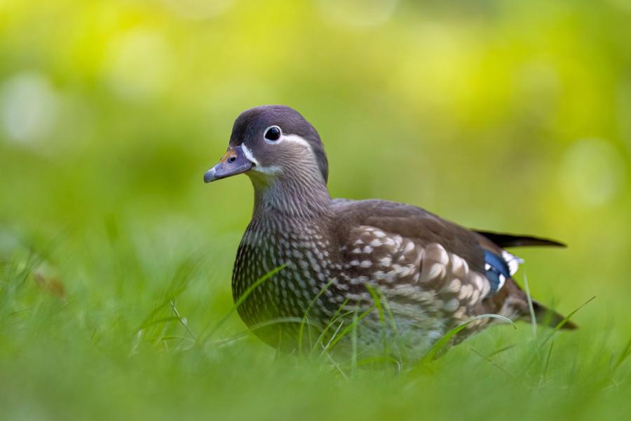 Mandarinente, Weibchen