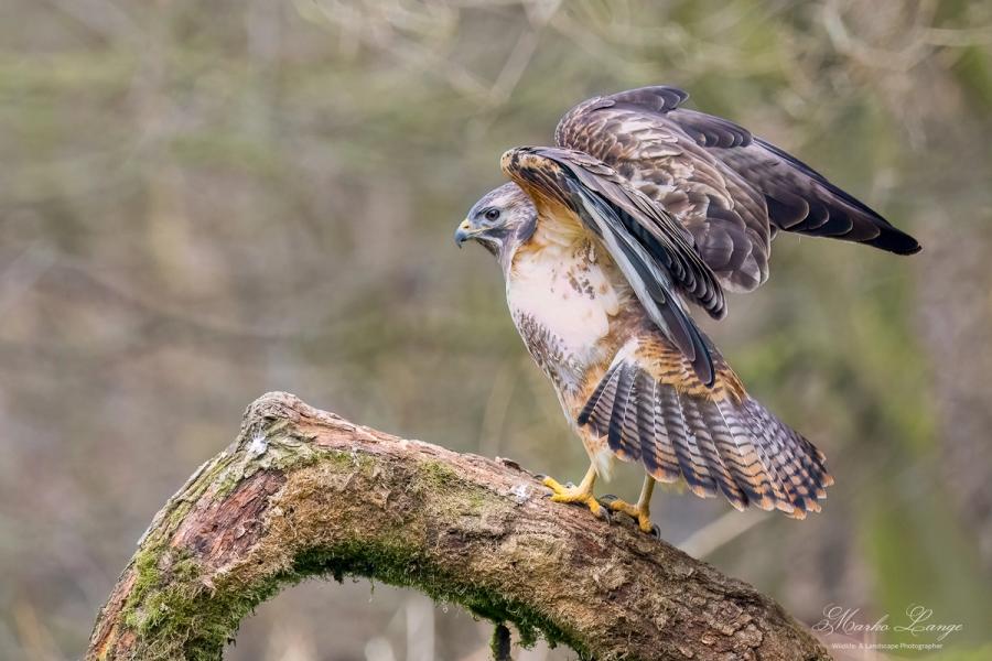 Mäusebussard schüttelt das Gefieder