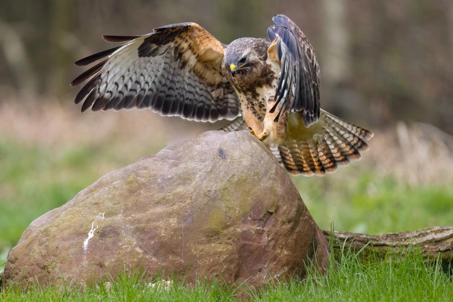 Mäusebussard auf dem Findling