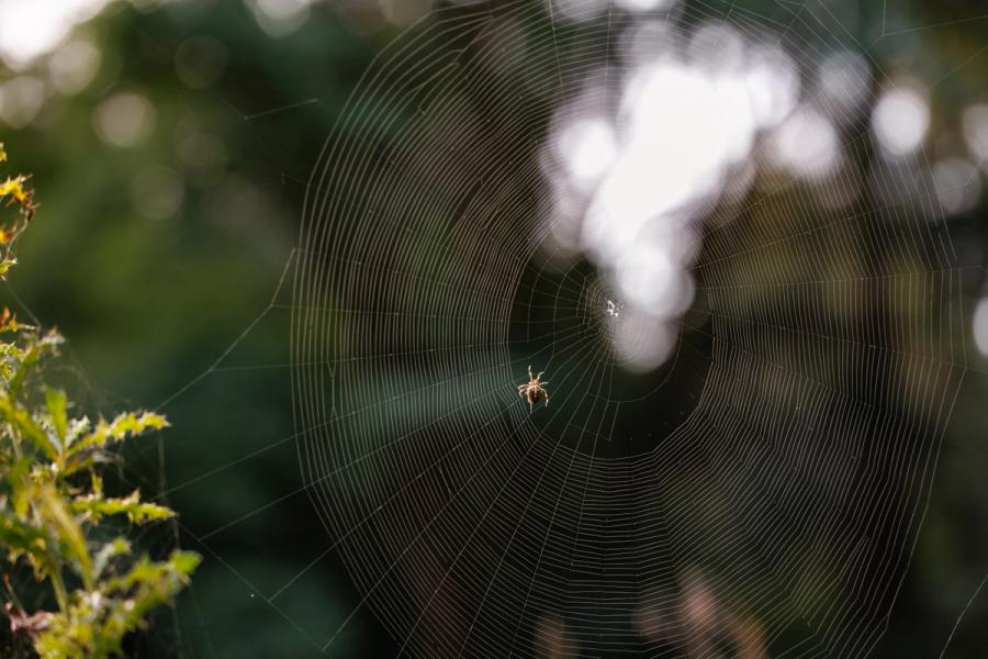 Rundes Netz am Distelrand