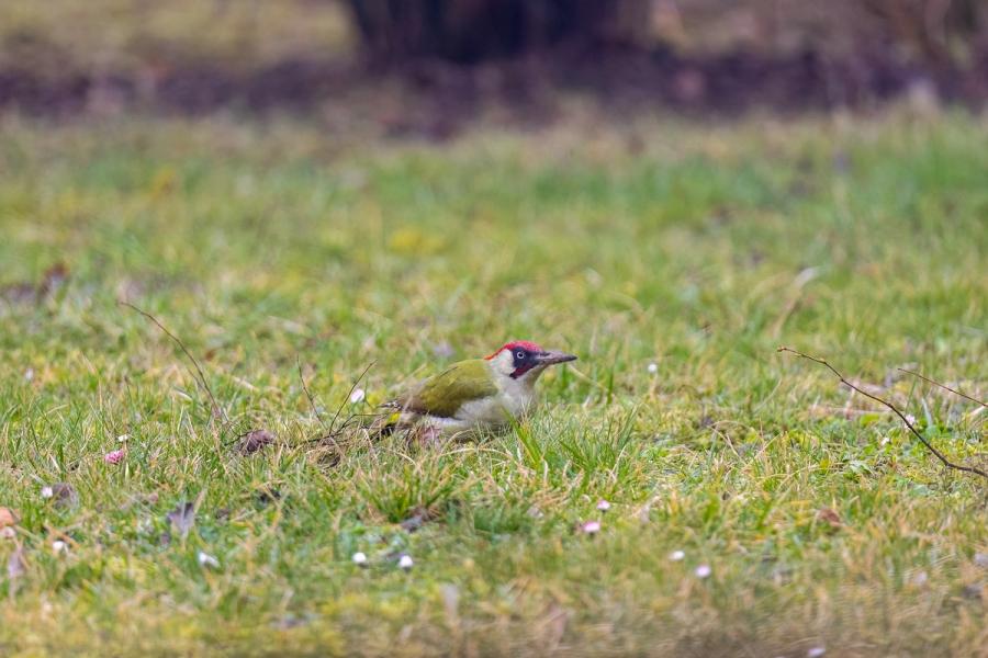 Gruenspecht auf der Fruehlingswiese