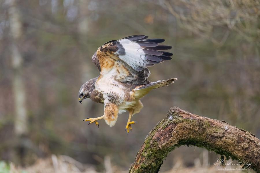 Mäusebussard beim Landeanflug