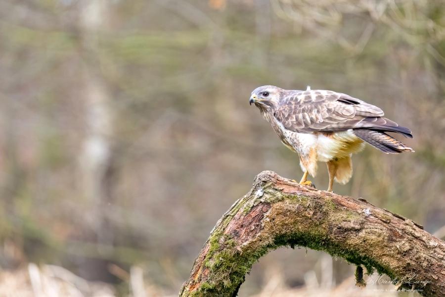 Mäusebussard mit gelüfteten Flügeln