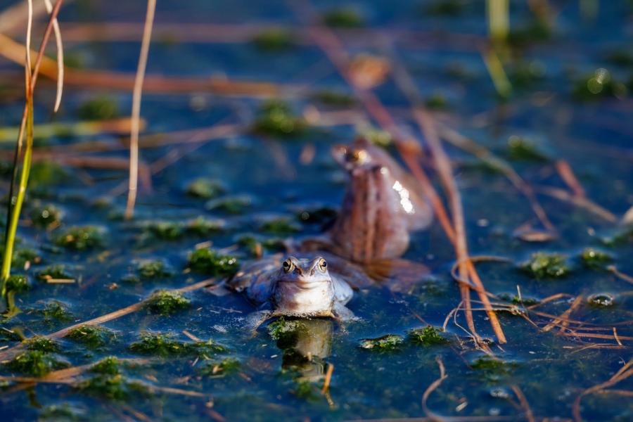 Moorfrosch zwischen Halmen