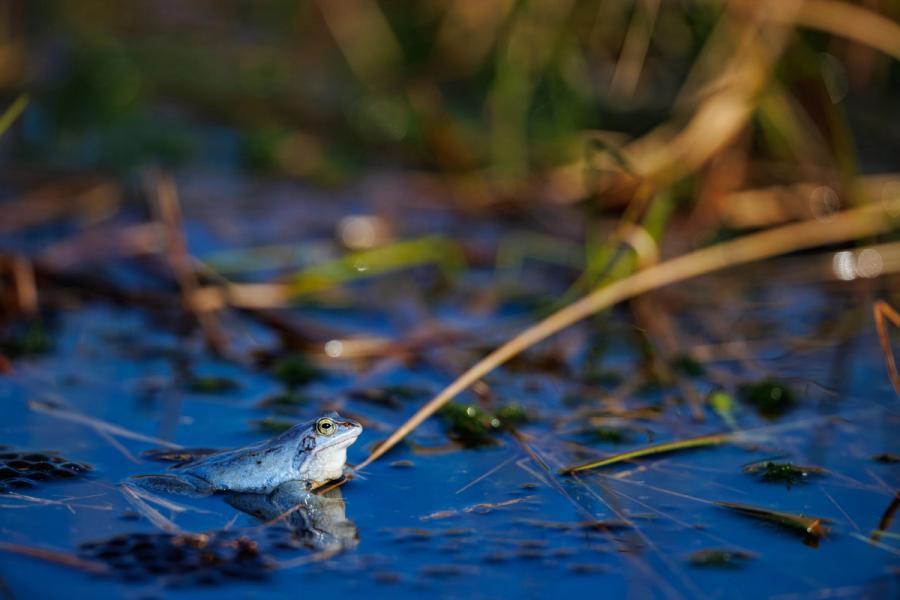Moorfrosch klettert an Land