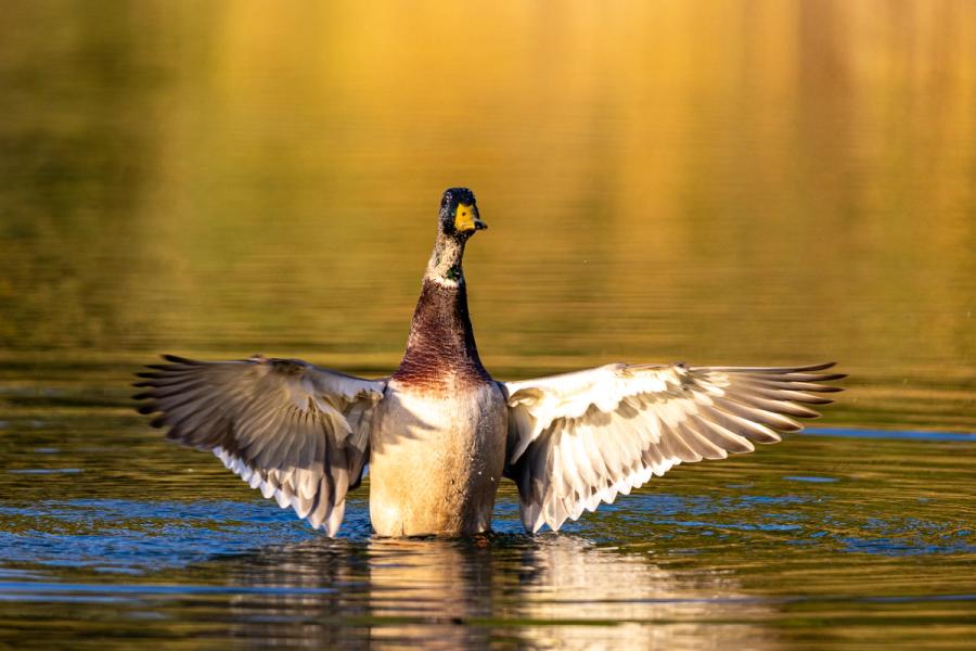 Kanadagans schlägt mit den Flügeln
