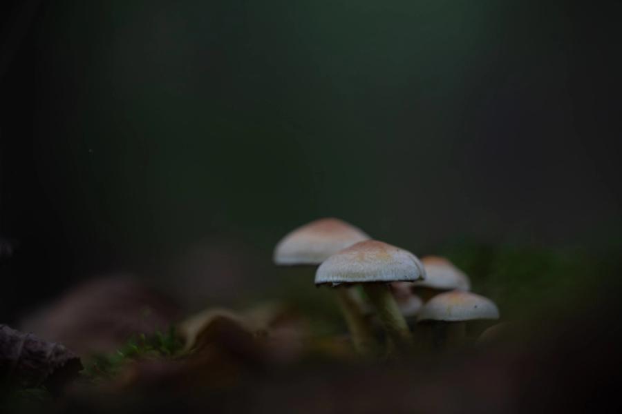 Kleine Pilze im Moos