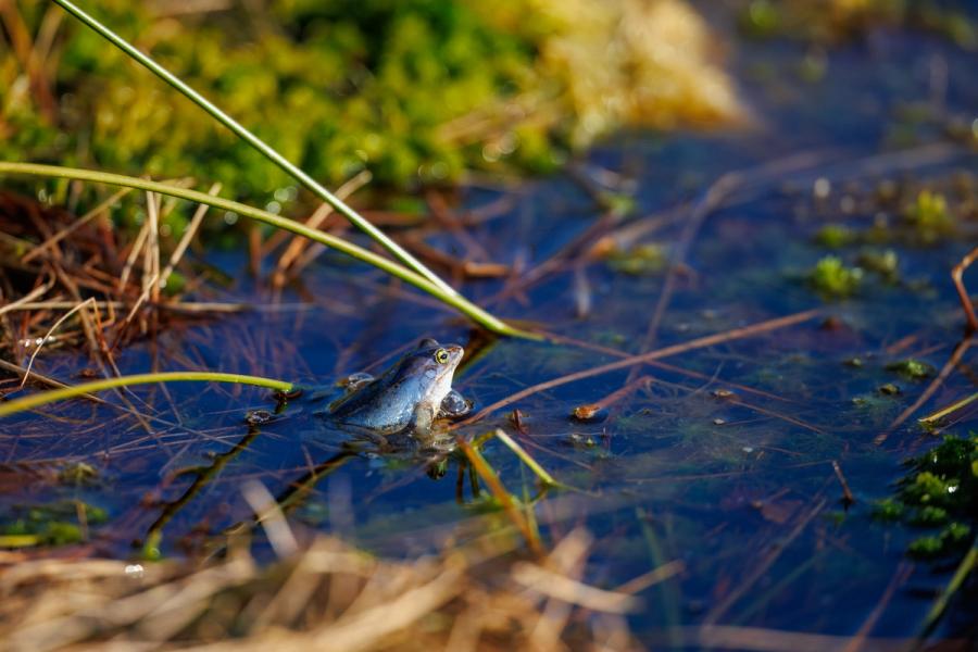 Moorfrosch auf Moospolster