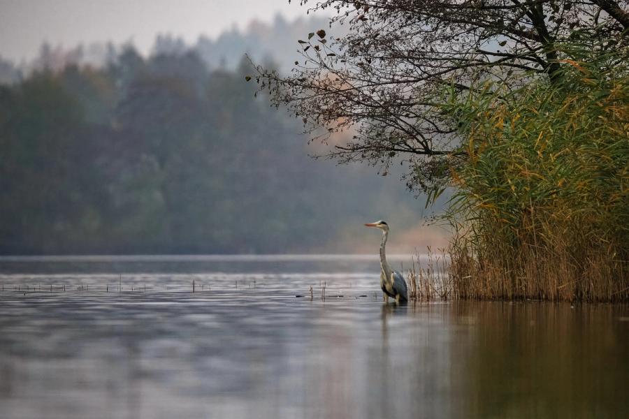 Graureiher im Morgennebel