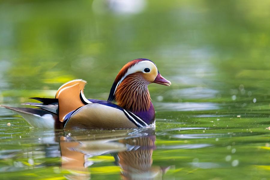 Mandarinerpel auf dem Wasser