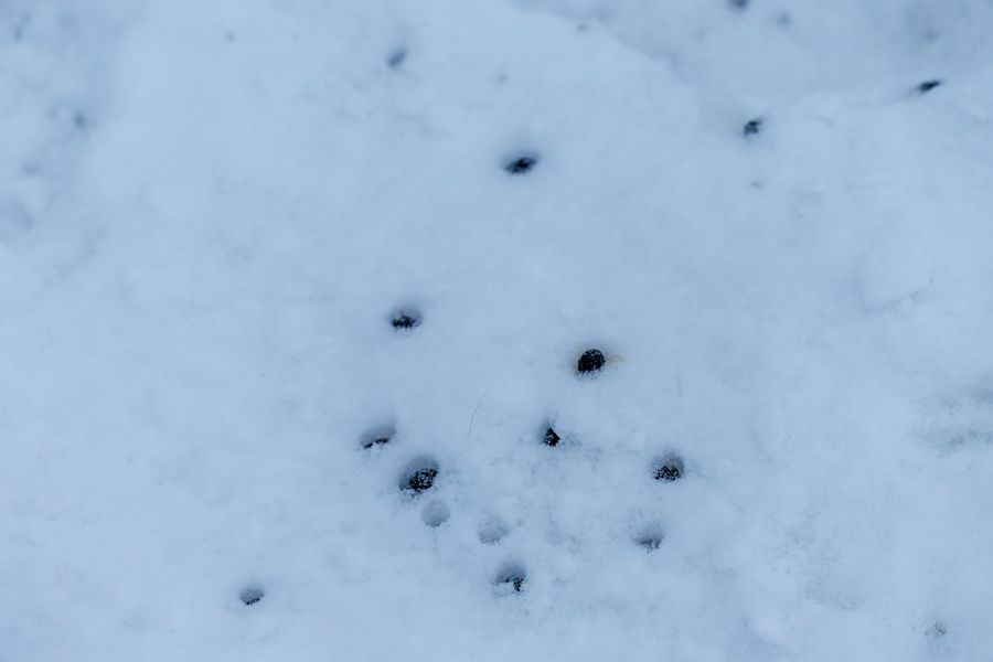 Spuren im Neuschnee
