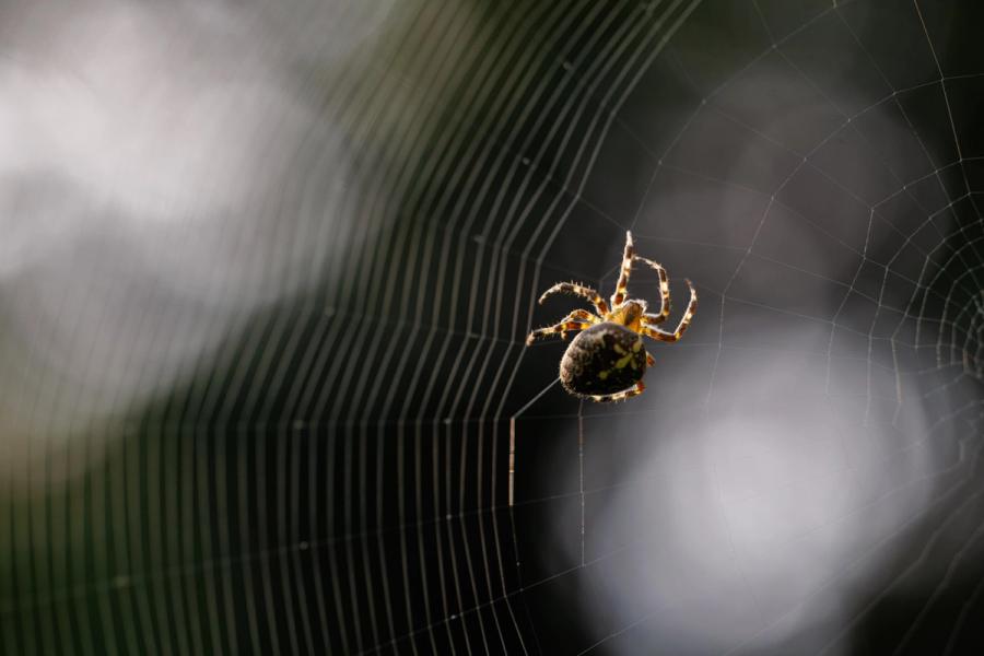 Kreuzspinne im Streiflicht